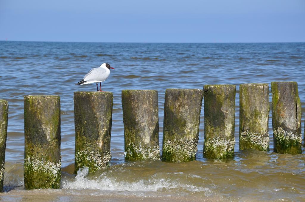 Seetelhotel Nautic Usedom Hotel & Spa Koserow المظهر الخارجي الصورة